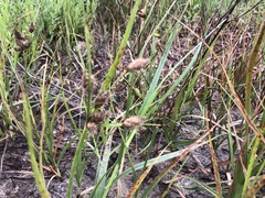 Bolboschoenus maritimus