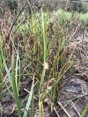 Bolboschoenus maritimus