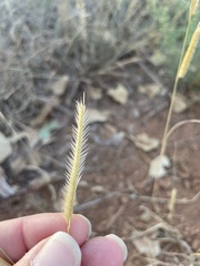 Bouteloua gracilis