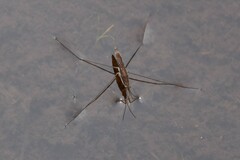 Limnoporus notabilis