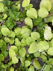 Pilea nummulariifolia