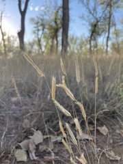 Bouteloua gracilis