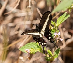Heraclides hectorides