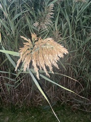 Phragmites