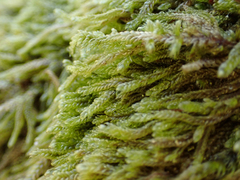 Hypnum circinale