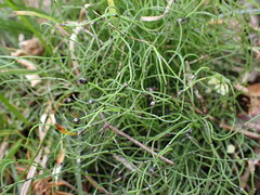 Equisetum scirpoides
