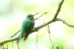 Rufous-Booted Racket-Tail photo 4