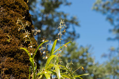 Prosthechea squalida