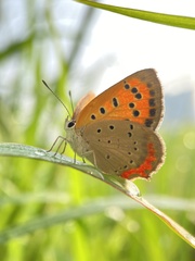 Lycaena phlaeas daimio