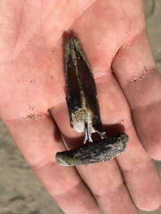 Adula californiensis