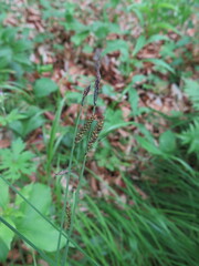 Carex schmidtii