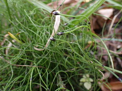 Equisetum scirpoides