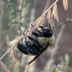 Bombus fraternus