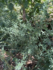 Symphyotrichum oblongifolium