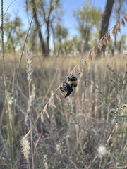 Bombus fraternus