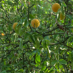 Citrus trifoliata