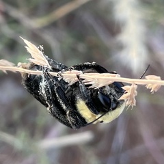 Bombus fraternus