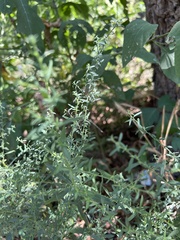 Symphyotrichum oblongifolium