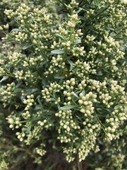 Baccharis salicina