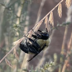Bombus fraternus