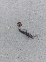 Anisomorpha buprestoides