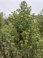 Baccharis salicina