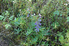 Lupinus arcticus