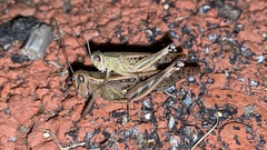 Shirakiacris shirakii