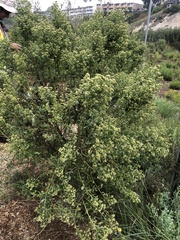 Baccharis salicina