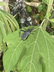 Acanthocephala terminalis