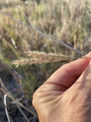 Andropogon hallii