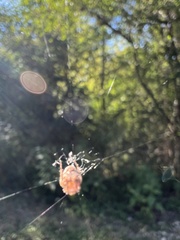 Araneus marmoreus