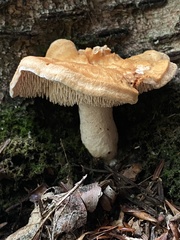 Hydnum rufescens