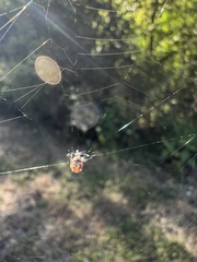 Araneus marmoreus