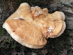 Hydnum rufescens