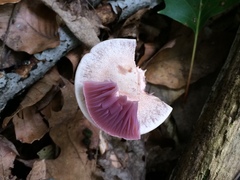 Laccaria ochropurpurea image