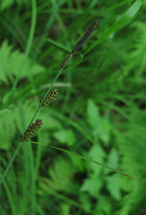 Carex schmidtii