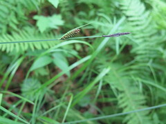 Carex schmidtii