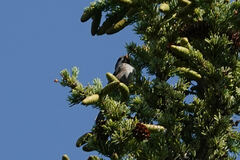 Poecile hudsonicus