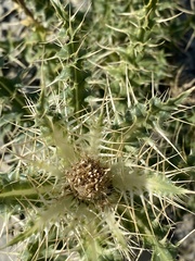 Cirsium glabrum
