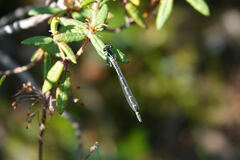 Coenagrion resolutum