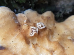 Hydnum rufescens