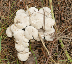 Leucocybe connata