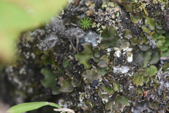 Peltigera venosa