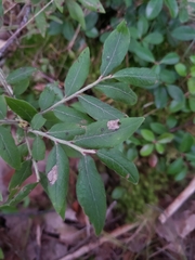 Vaccinium myrtilloides