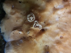 Hydnum rufescens