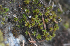 Syntrichia