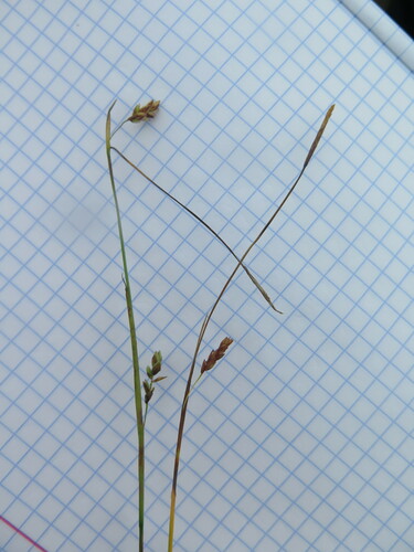 Weak Sedge (Carex laxa)
