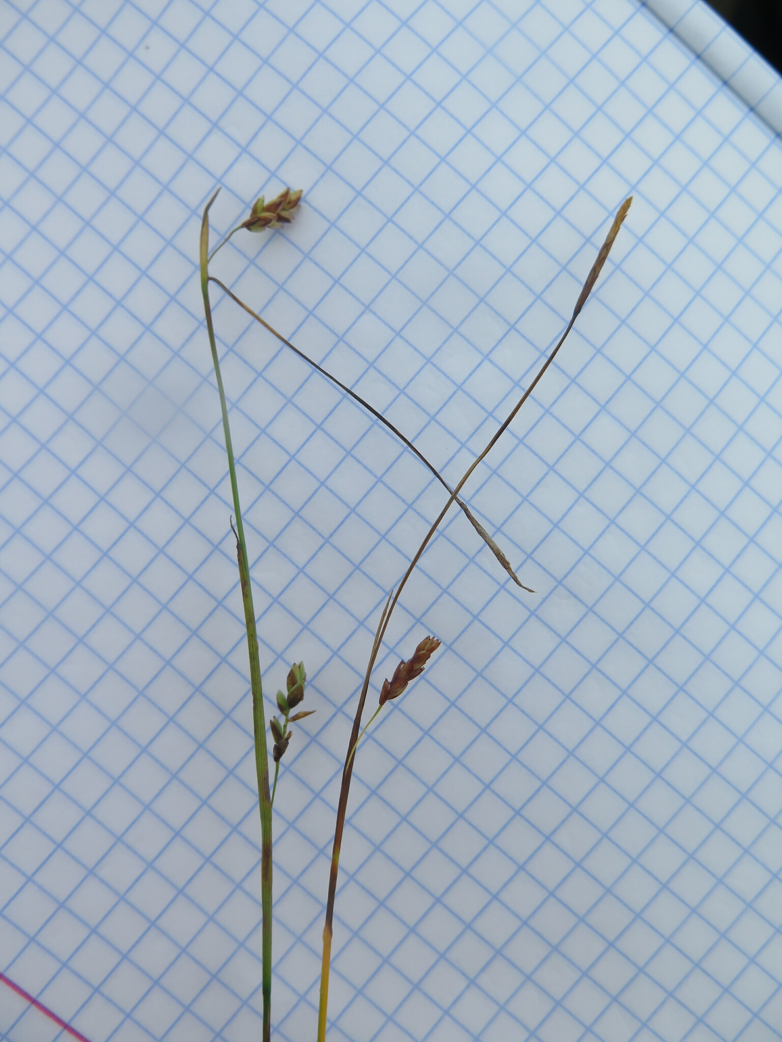 Carex laxa
