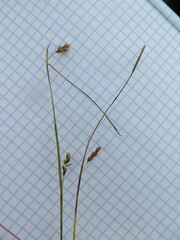 Carex sedakowii